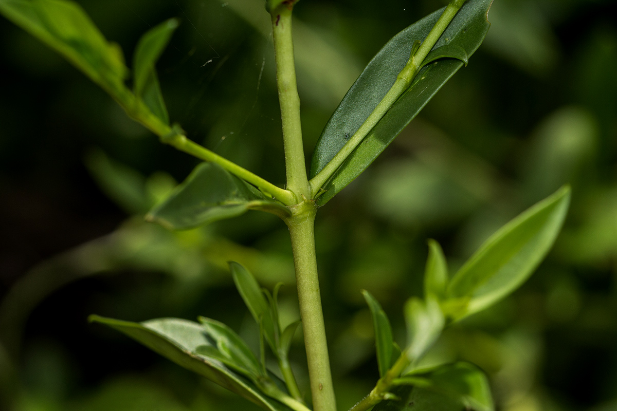 Pavetta lasiopeplus Pavetta lasiopeplus