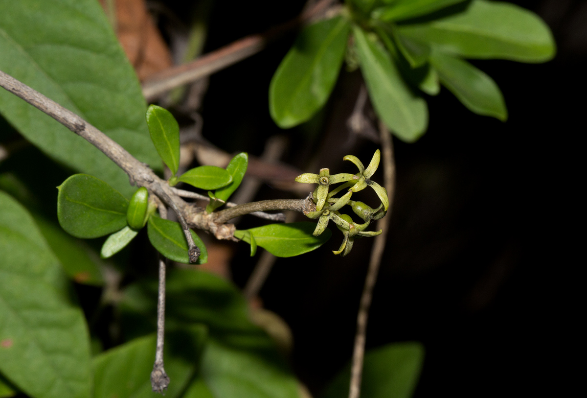 Pavetta lasiopeplus Pavetta lasiopeplus