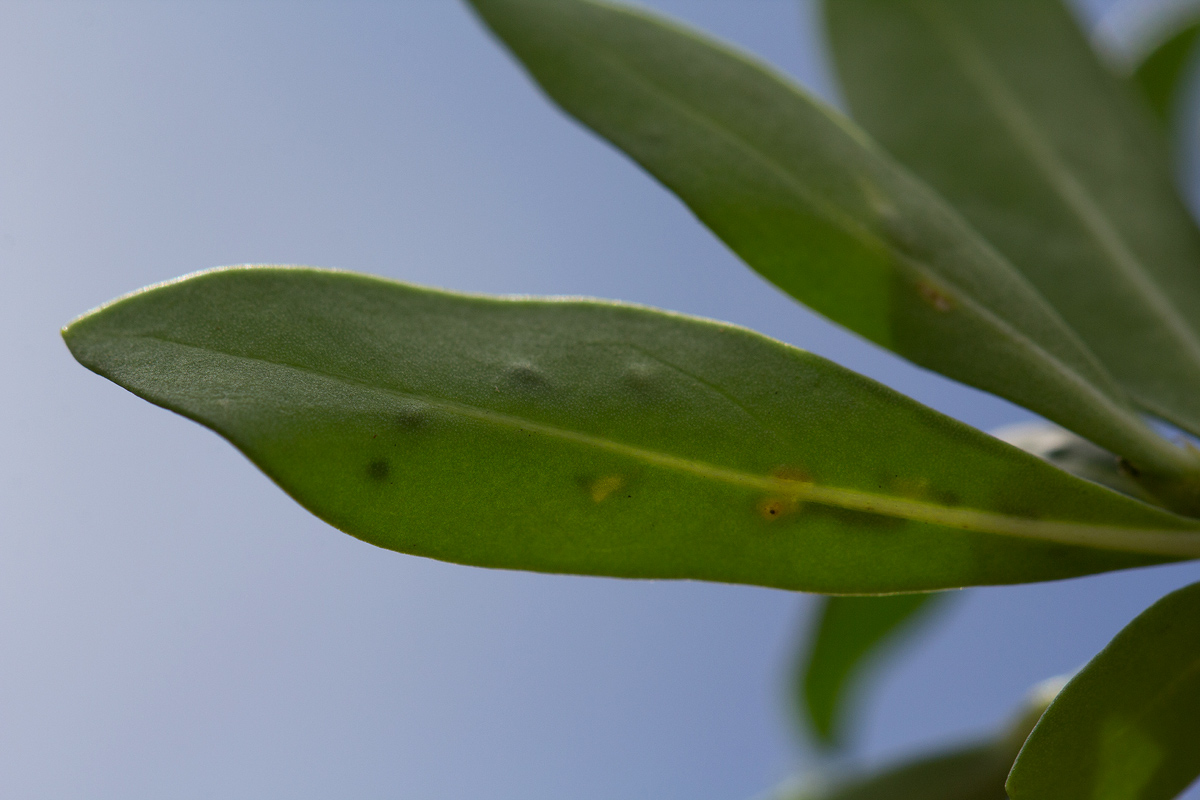 Pavetta lasiopeplus Pavetta lasiopeplus