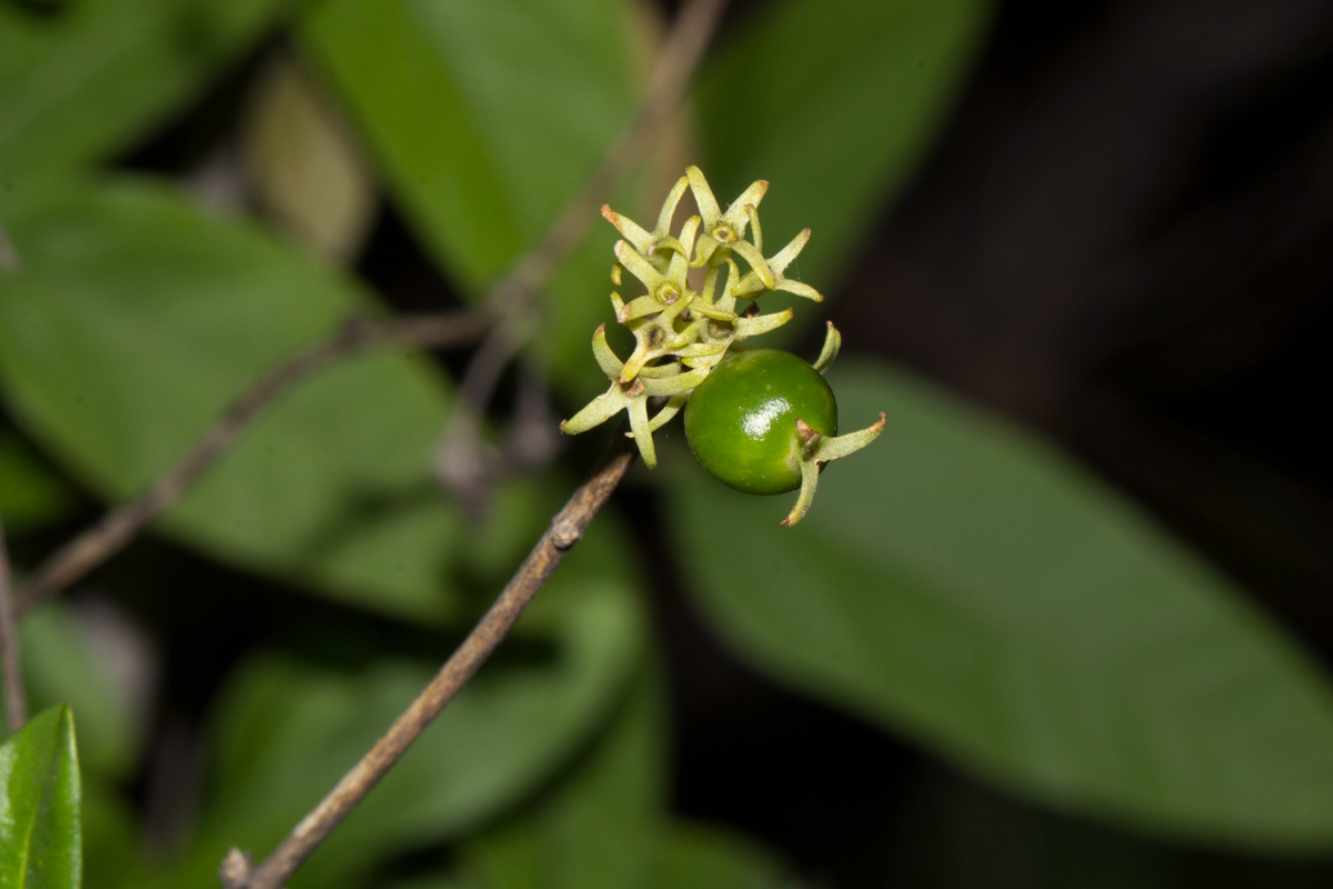 Pavetta lasiopeplus Pavetta lasiopeplus