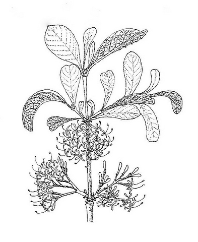 Pavetta schumanniana Pavetta schumanniana