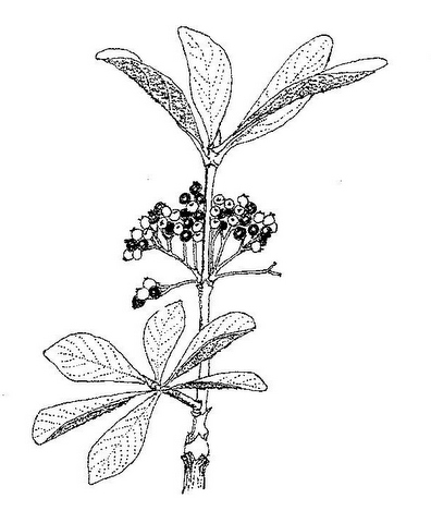 Pavetta schumanniana Pavetta schumanniana