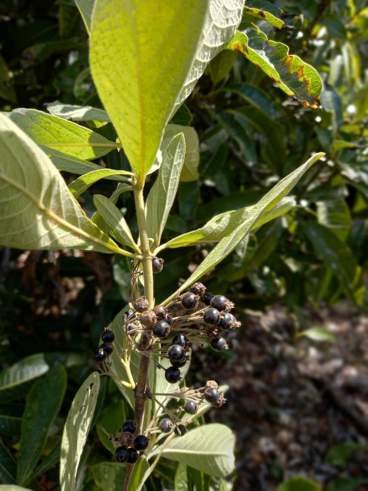 Pavetta schumanniana Pavetta schumanniana