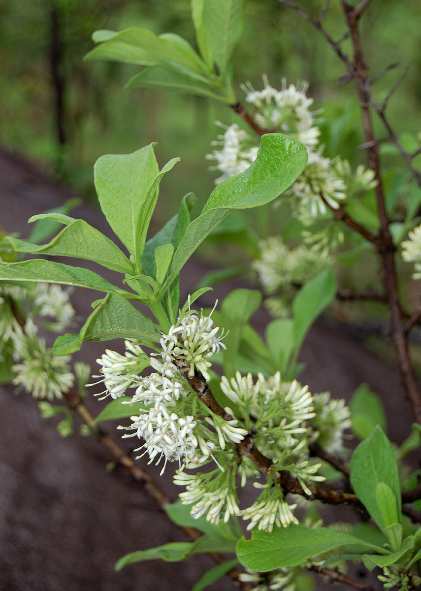 Pavetta schumanniana Pavetta schumanniana