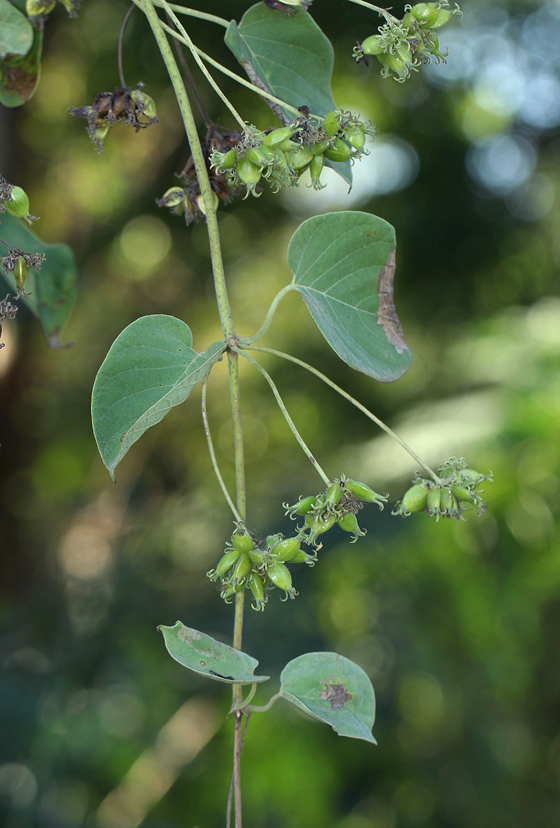 Paederia bojeriana subsp. foetens Paederia bojeriana subsp. foetens