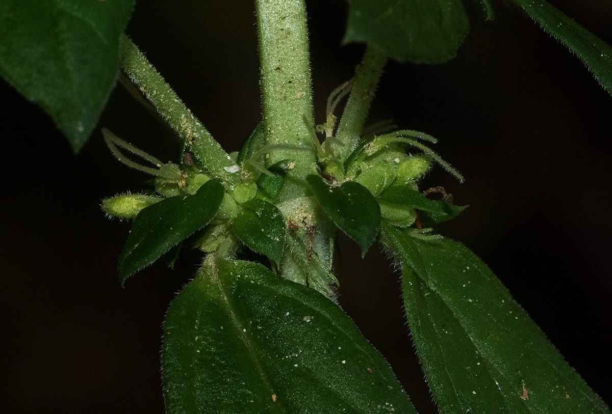 Anthospermum herbaceum Anthospermum herbaceum