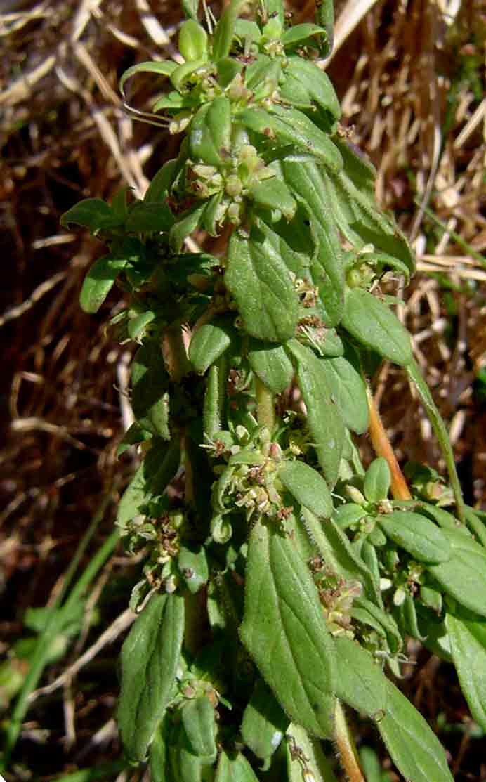 Anthospermum herbaceum Anthospermum herbaceum