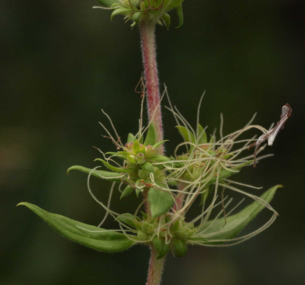 Anthospermum herbaceum Anthospermum herbaceum