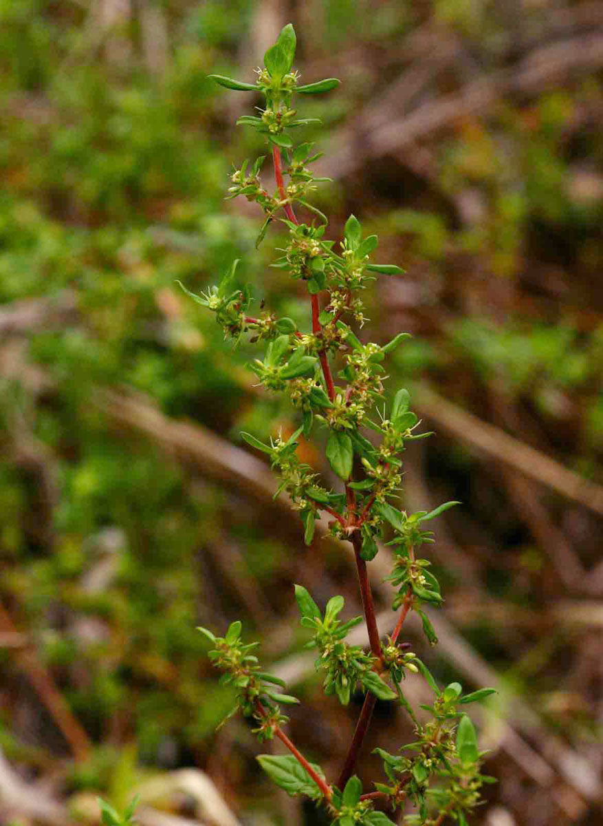 Anthospermum herbaceum Anthospermum herbaceum