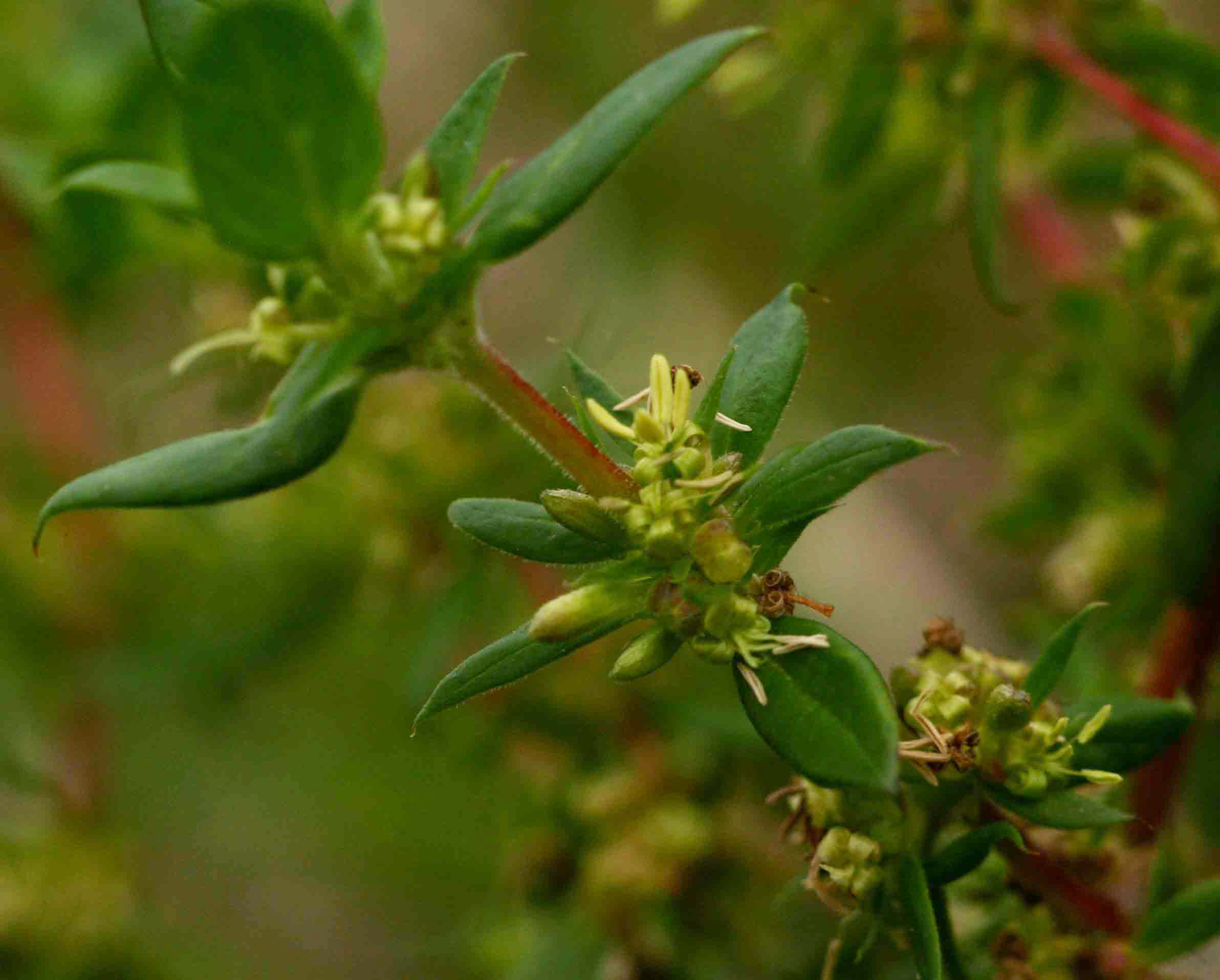 Anthospermum herbaceum Anthospermum herbaceum