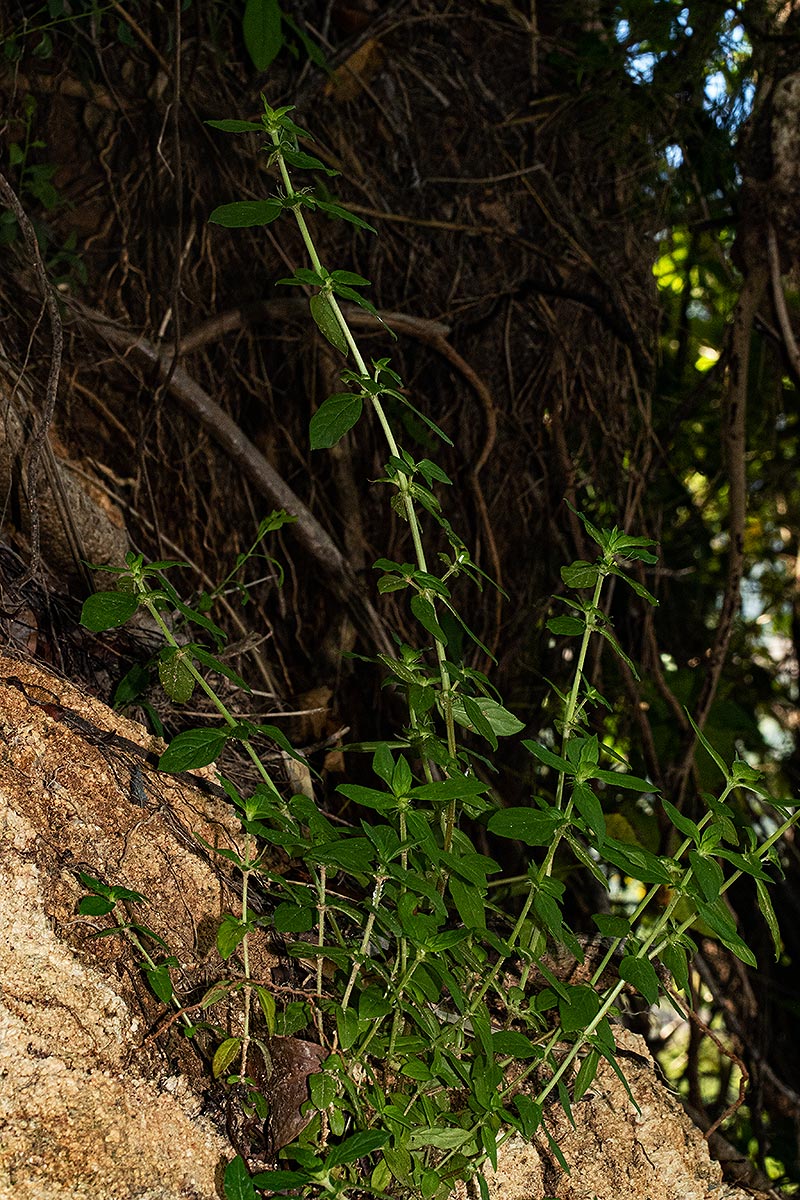 Anthospermum herbaceum Anthospermum herbaceum