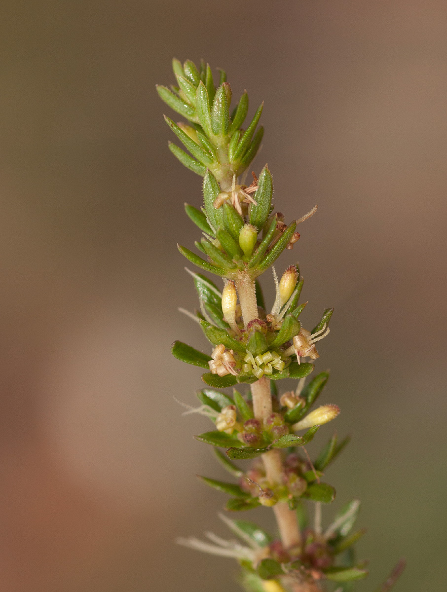 Anthospermum rigidum subsp. pumilum Anthospermum rigidum subsp. pumilum