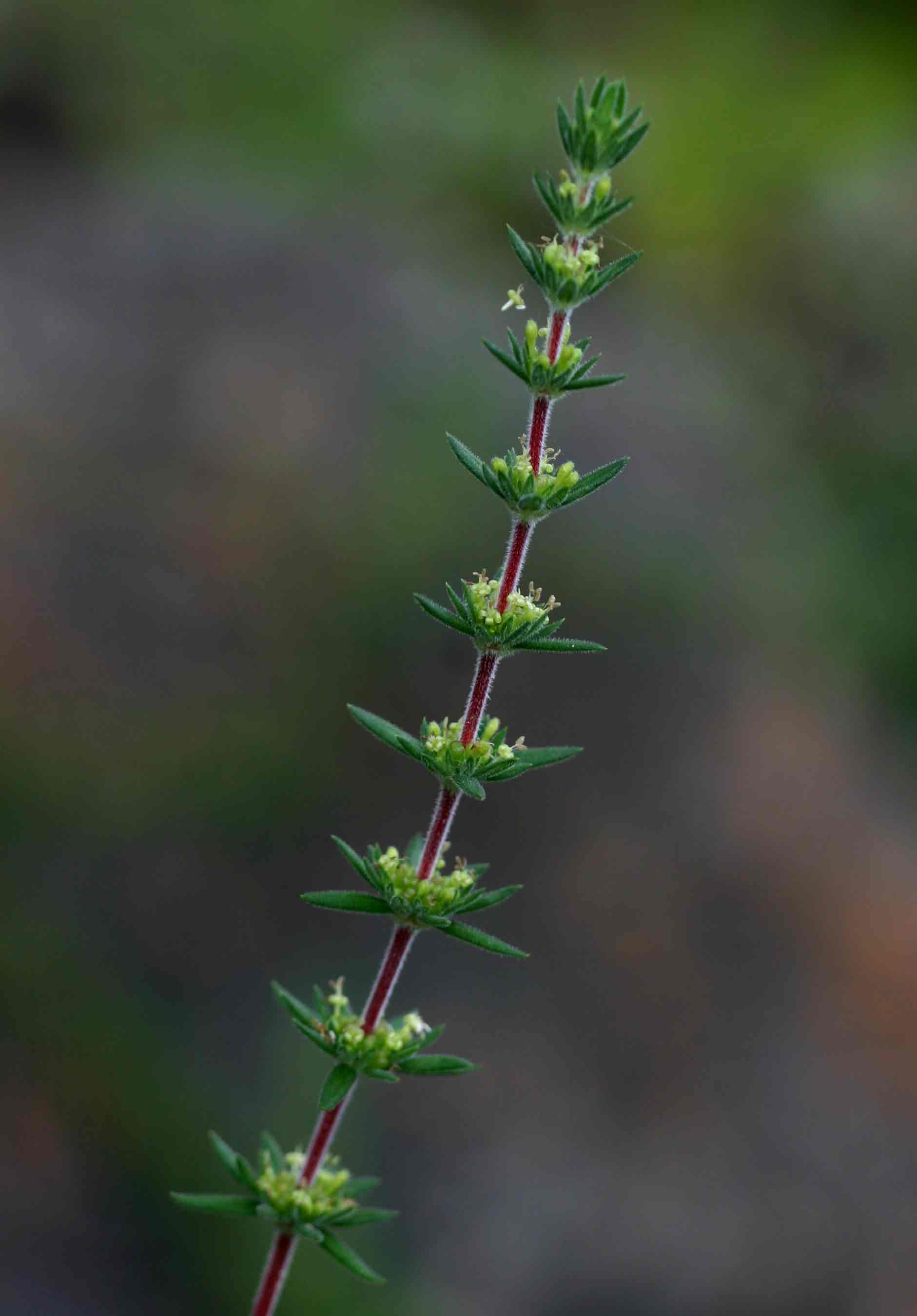 Anthospermum ternatum subsp. randii Anthospermum ternatum subsp. randii