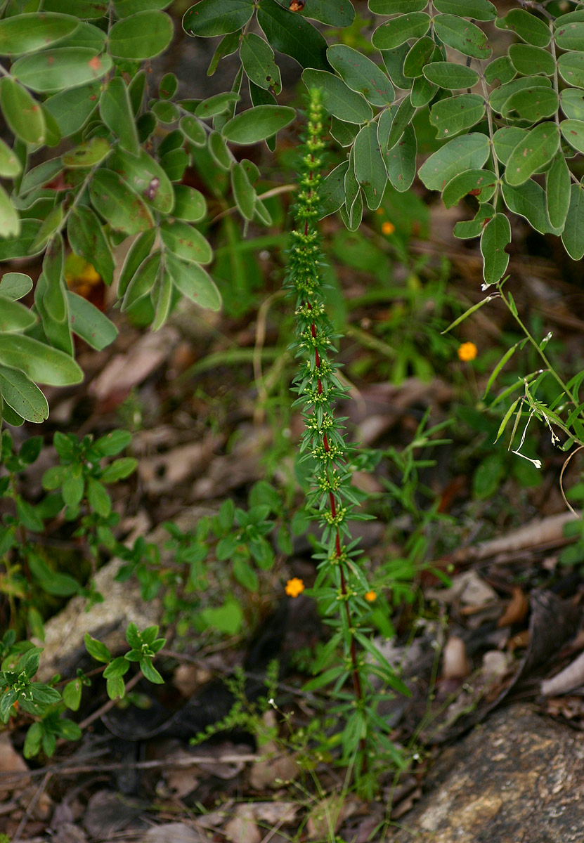 Anthospermum ternatum subsp. randii Anthospermum ternatum subsp. randii