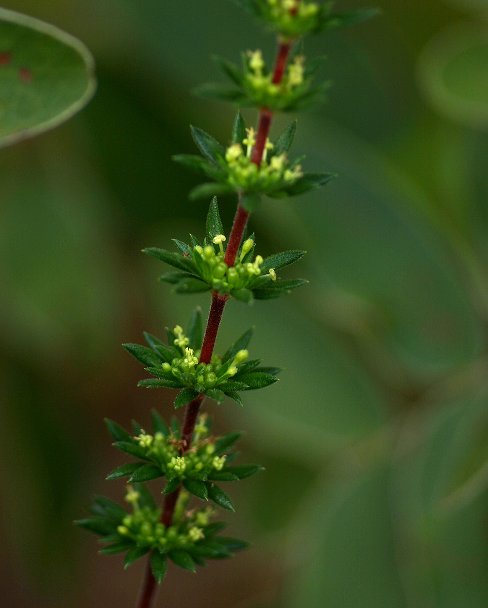Anthospermum ternatum subsp. randii Anthospermum ternatum subsp. randii