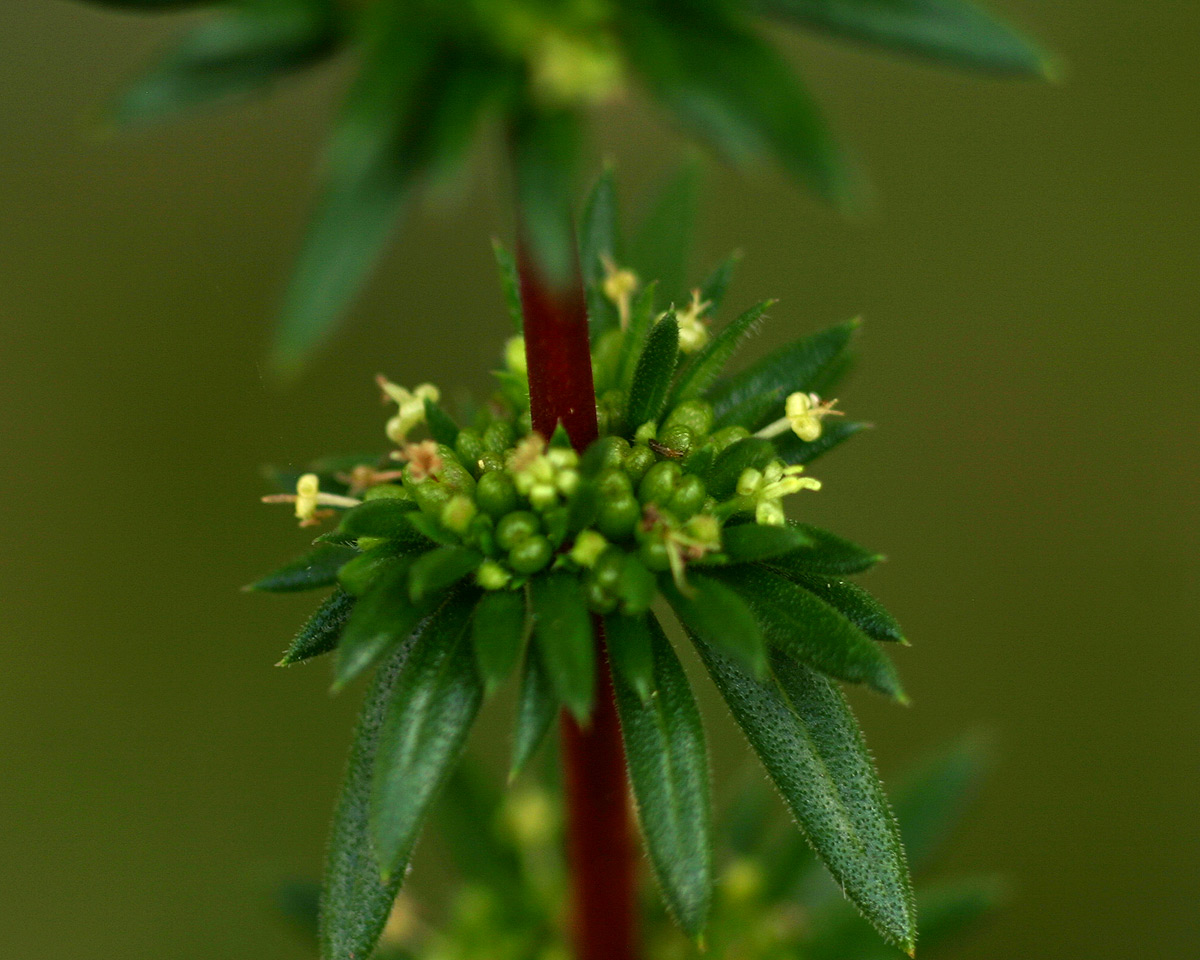 Anthospermum ternatum subsp. randii Anthospermum ternatum subsp. randii