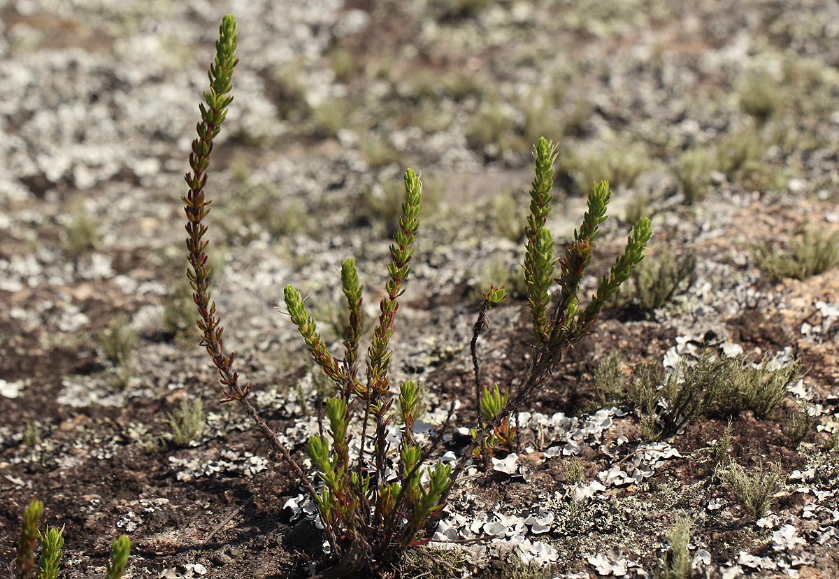 Anthospermum whyteanum Anthospermum whyteanum