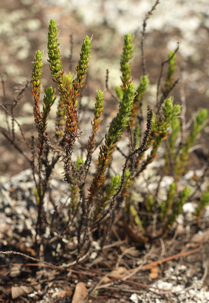 Anthospermum whyteanum Anthospermum whyteanum