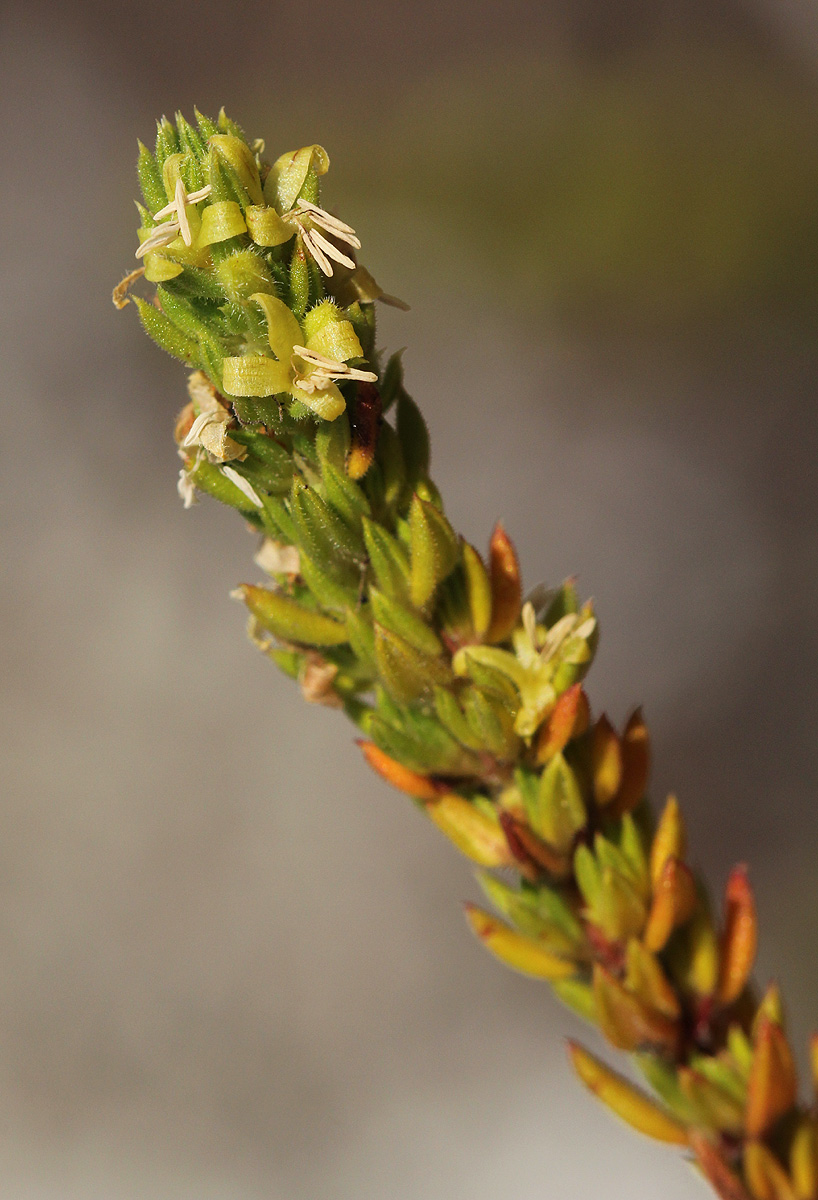 Anthospermum whyteanum Anthospermum whyteanum