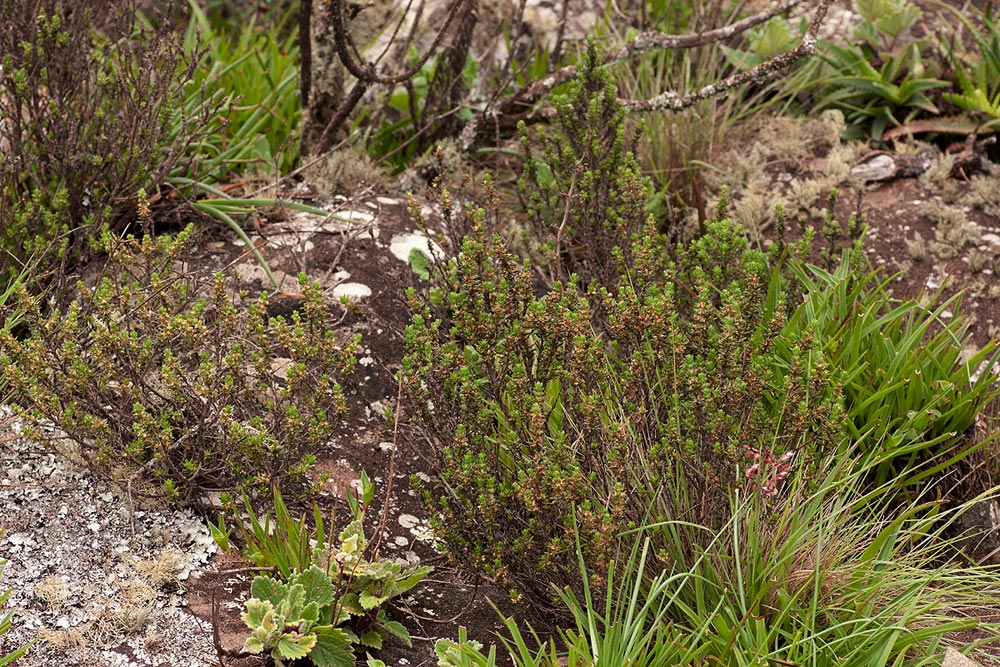 Anthospermum whyteanum Anthospermum whyteanum