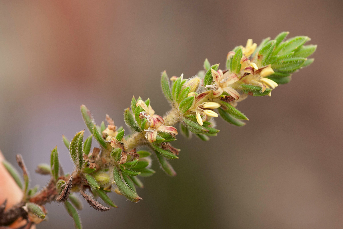Anthospermum whyteanum Anthospermum whyteanum