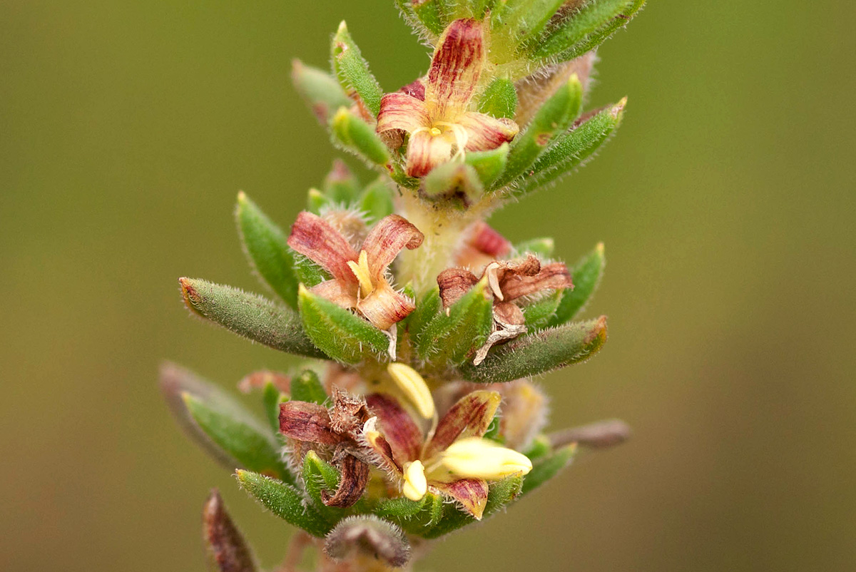 Anthospermum whyteanum Anthospermum whyteanum