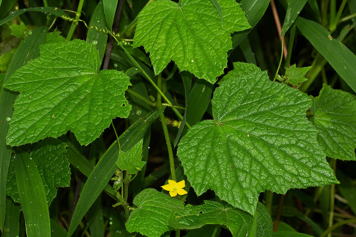 Oreosyce africana Oreosyce africana