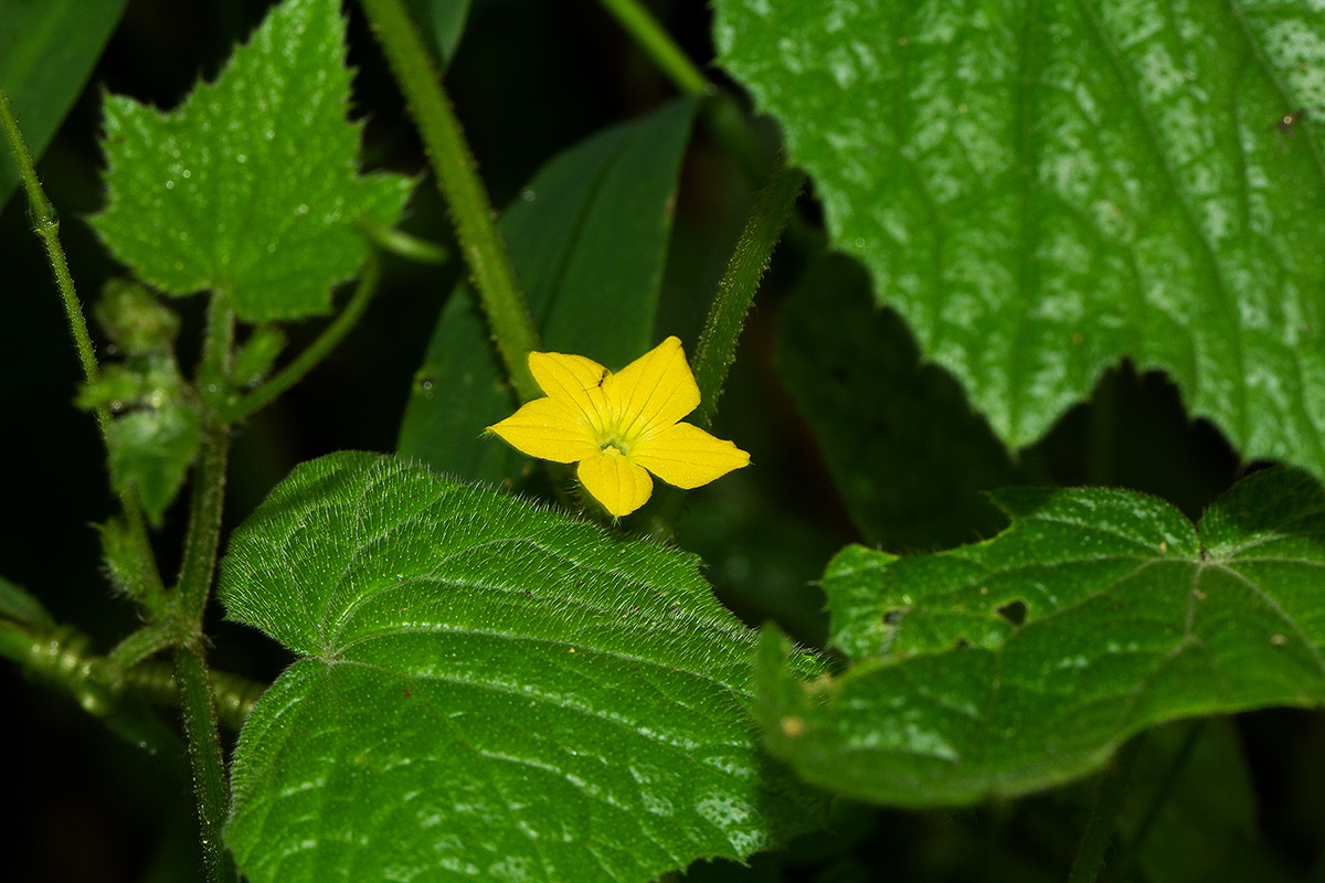 Oreosyce africana Oreosyce africana