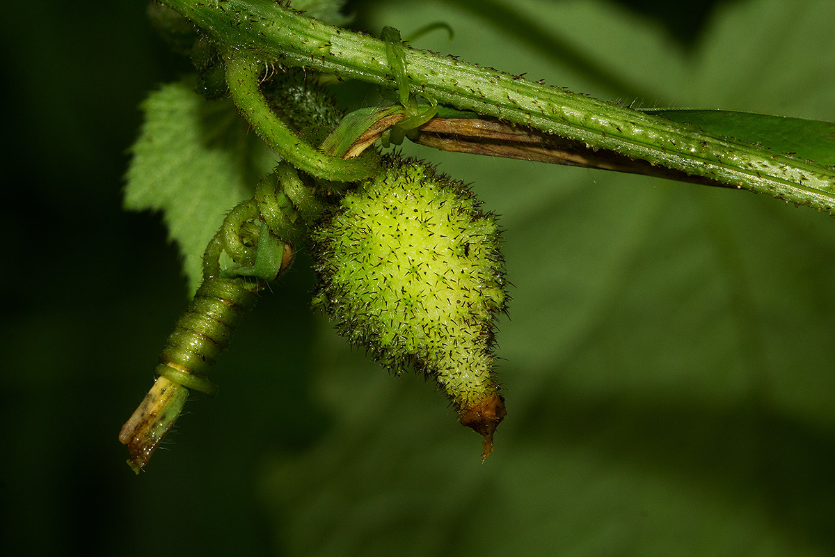 Oreosyce africana Oreosyce africana