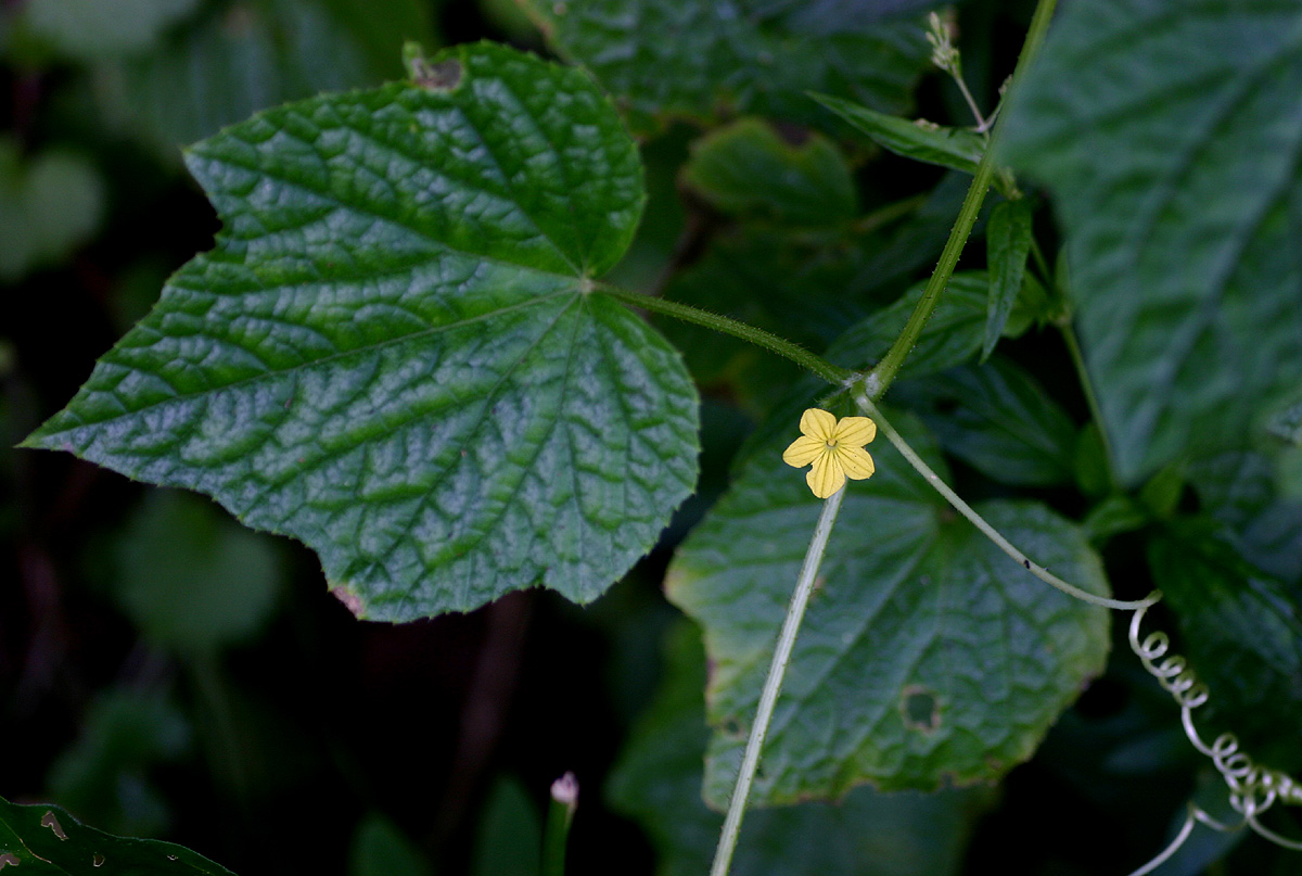 Oreosyce africana Oreosyce africana