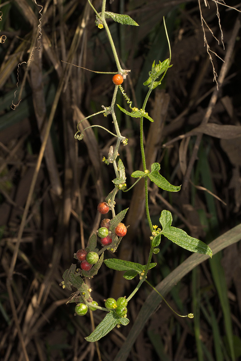 Mukia maderaspatana