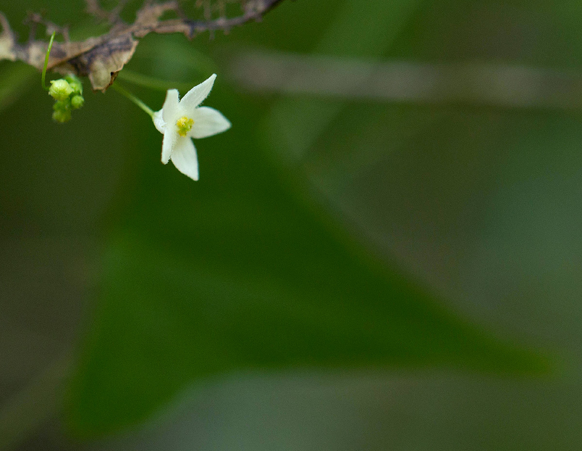 Zehneria tridactyla Zehneria tridactyla