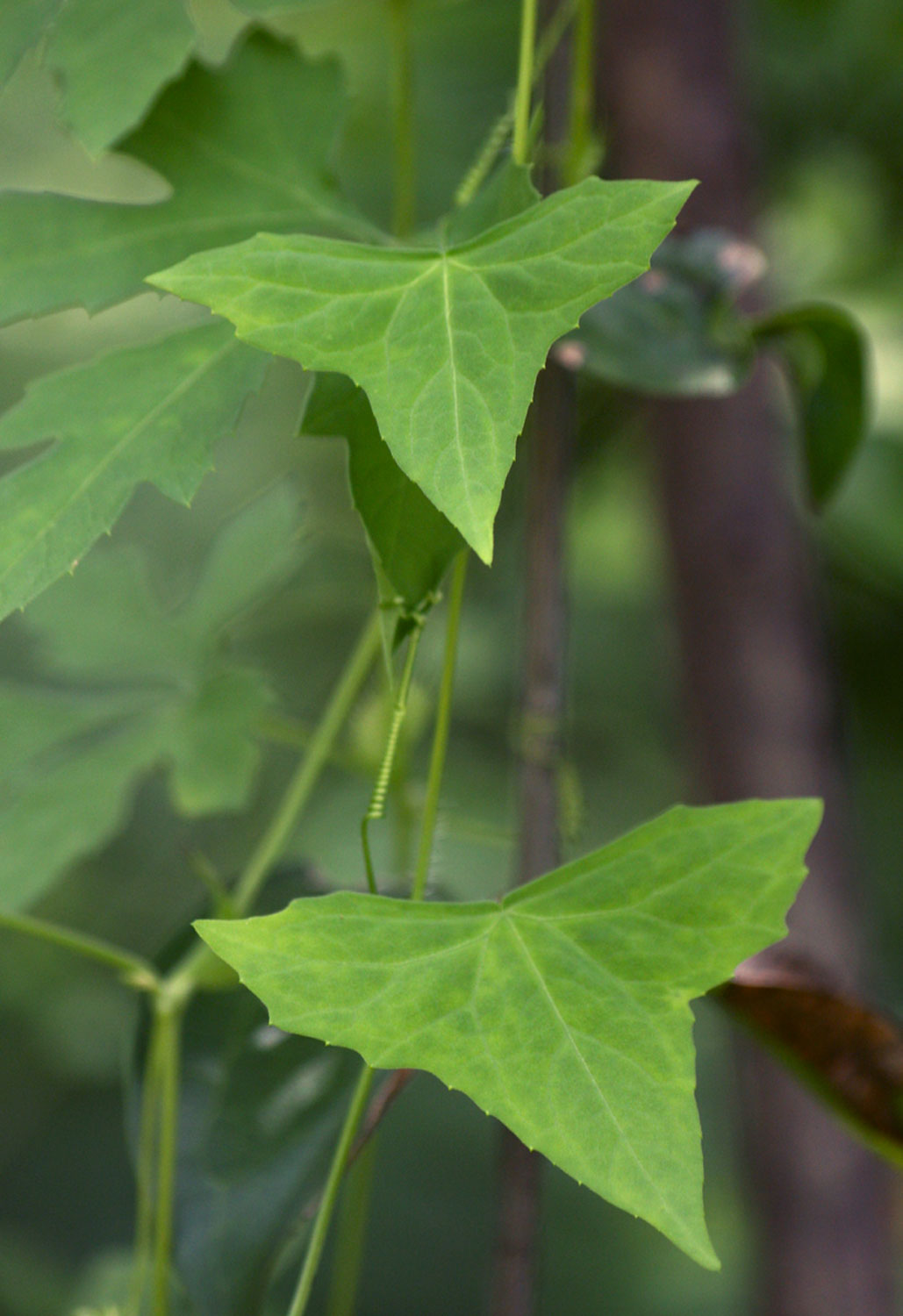 Zehneria tridactyla Zehneria tridactyla