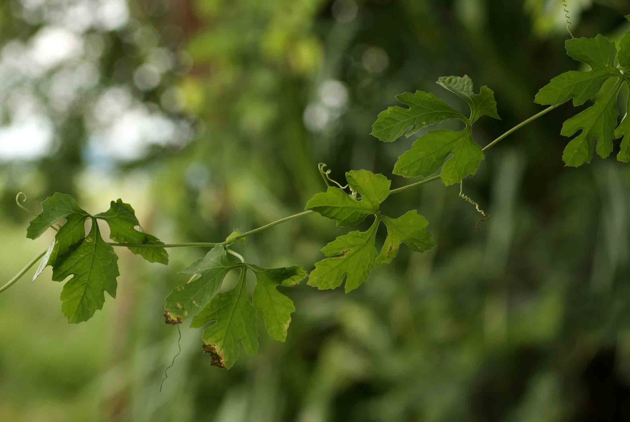 Ctenolepis cerasiformis Ctenolepis cerasiformis