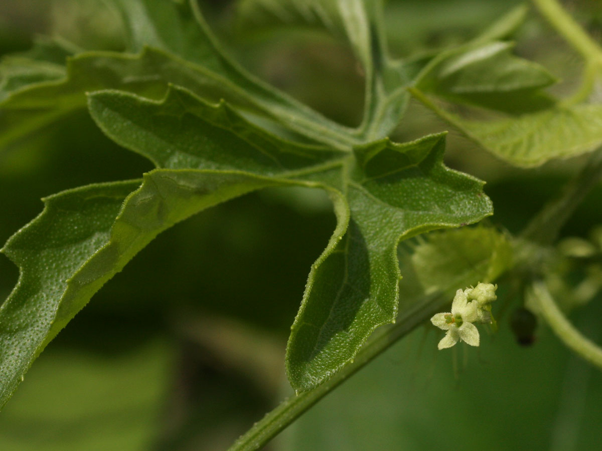 Ctenolepis cerasiformis Ctenolepis cerasiformis
