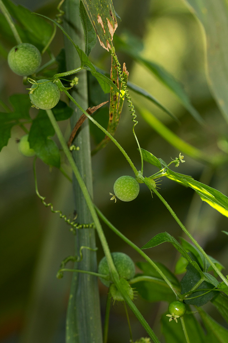 Ctenolepis cerasiformis Ctenolepis cerasiformis