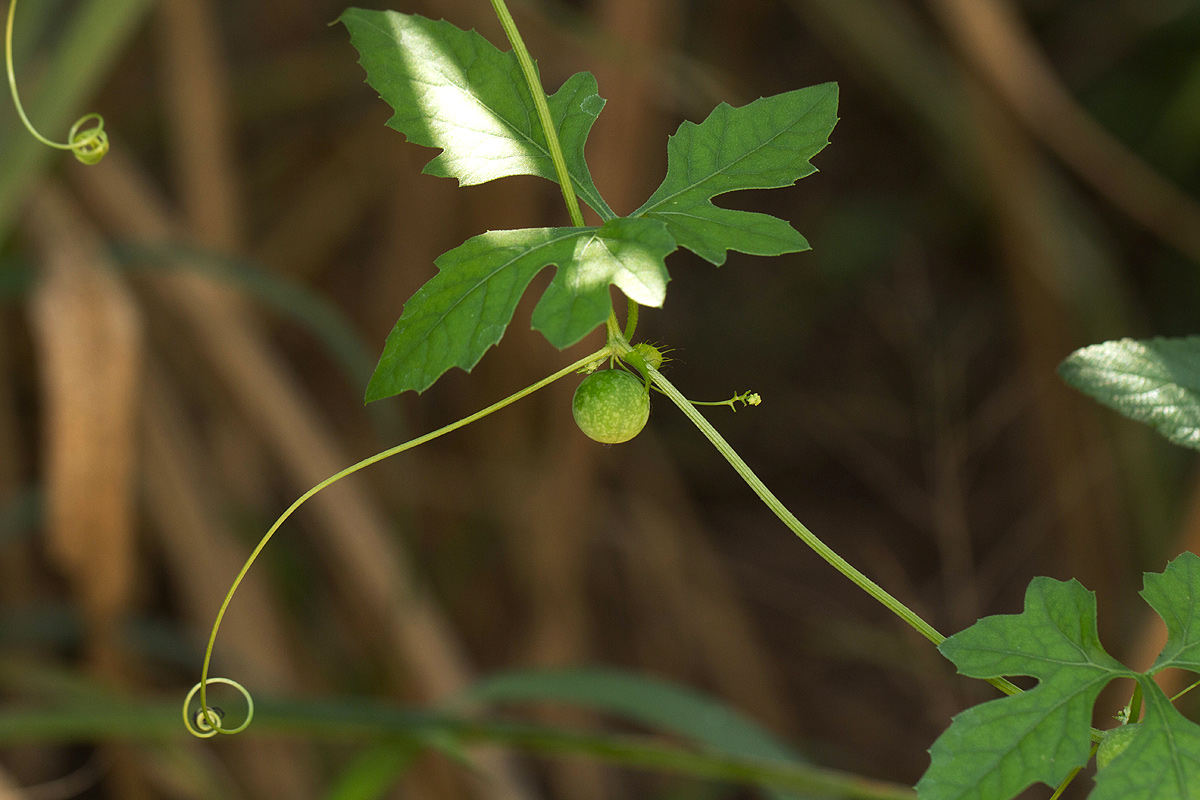 Ctenolepis cerasiformis Ctenolepis cerasiformis