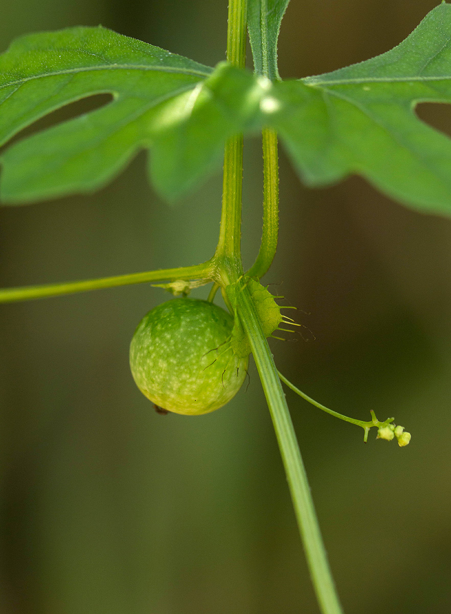Ctenolepis cerasiformis Ctenolepis cerasiformis
