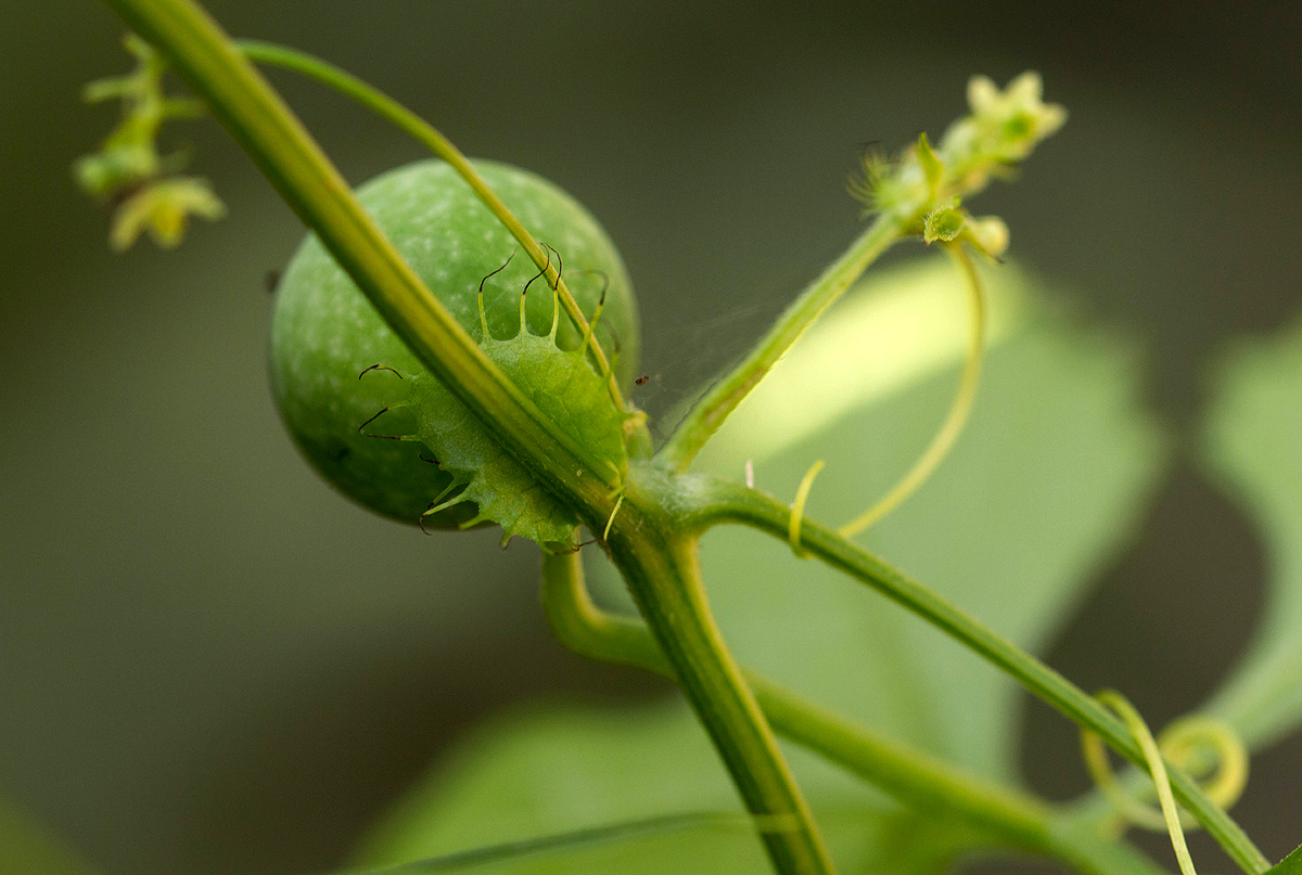 Ctenolepis cerasiformis Ctenolepis cerasiformis
