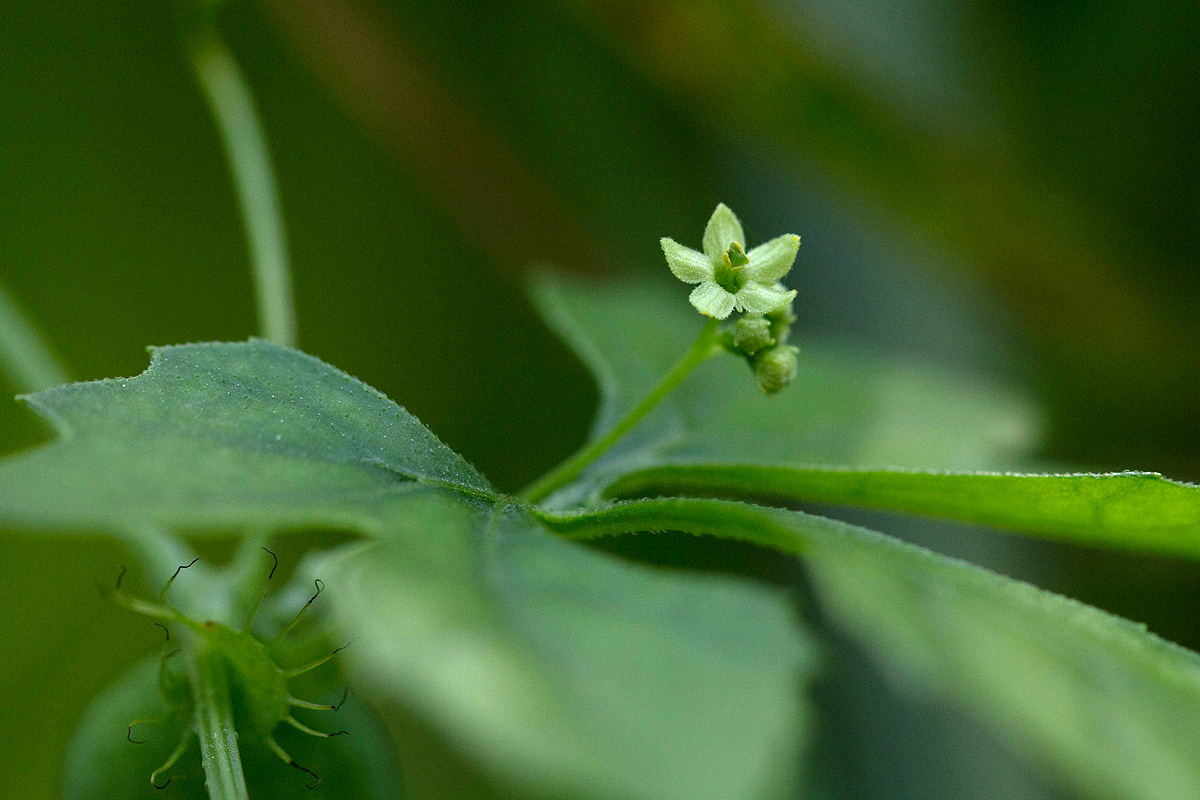 Ctenolepis cerasiformis Ctenolepis cerasiformis