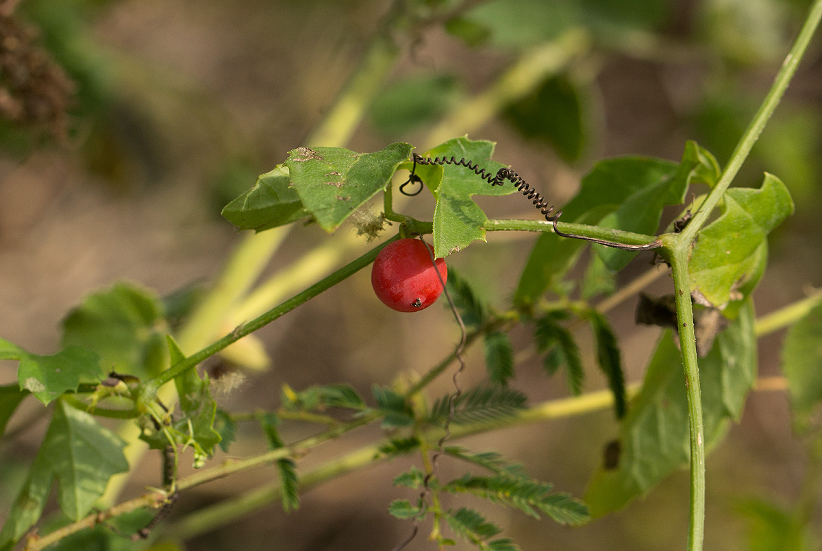 Ctenolepis cerasiformis Ctenolepis cerasiformis