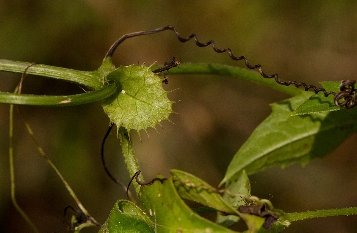 Ctenolepis cerasiformis Ctenolepis cerasiformis