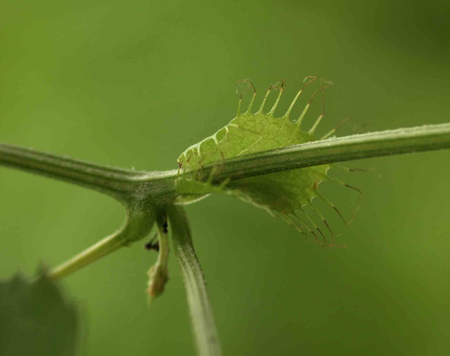 Ctenolepis cerasiformis Ctenolepis cerasiformis