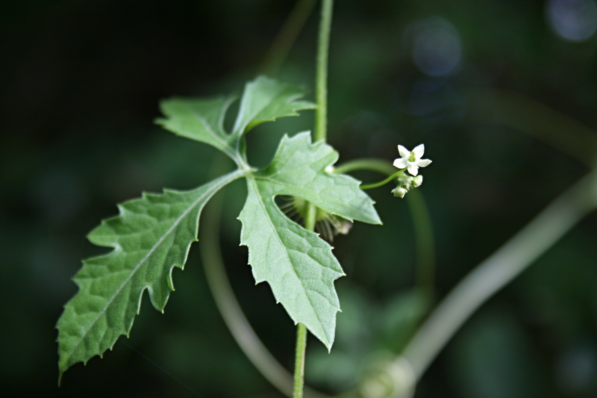 Ctenolepis cerasiformis Ctenolepis cerasiformis