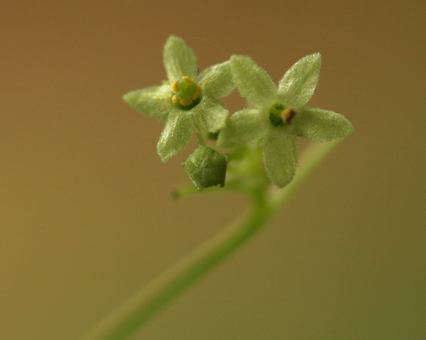 Ctenolepis cerasiformis Ctenolepis cerasiformis