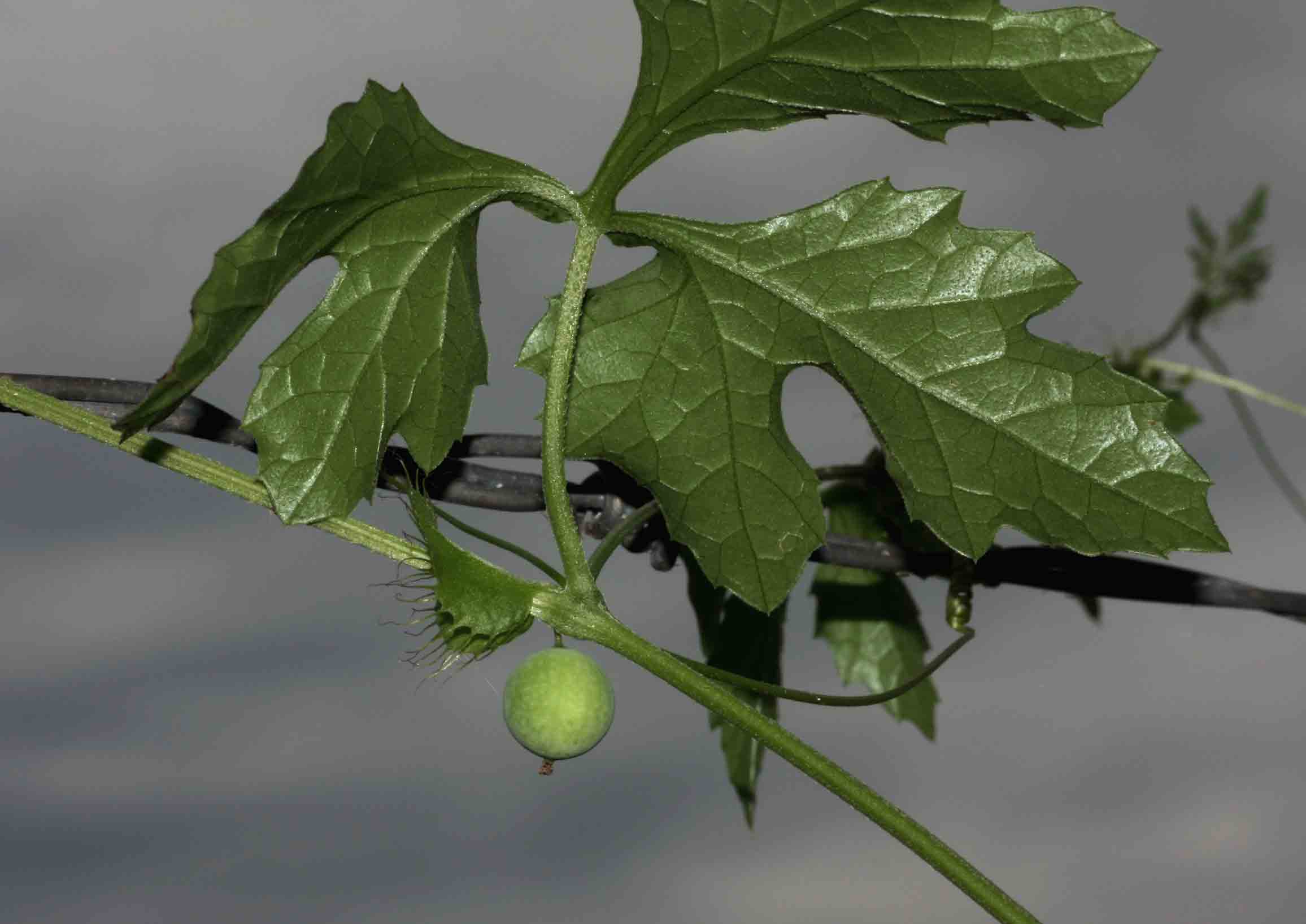 Ctenolepis cerasiformis Ctenolepis cerasiformis