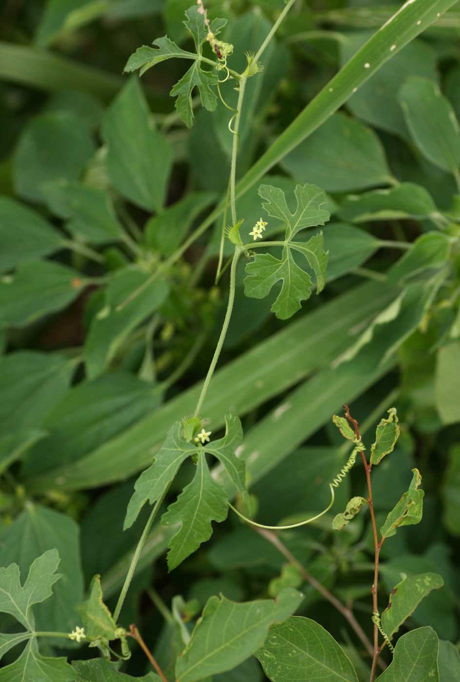 Ctenolepis cerasiformis Ctenolepis cerasiformis