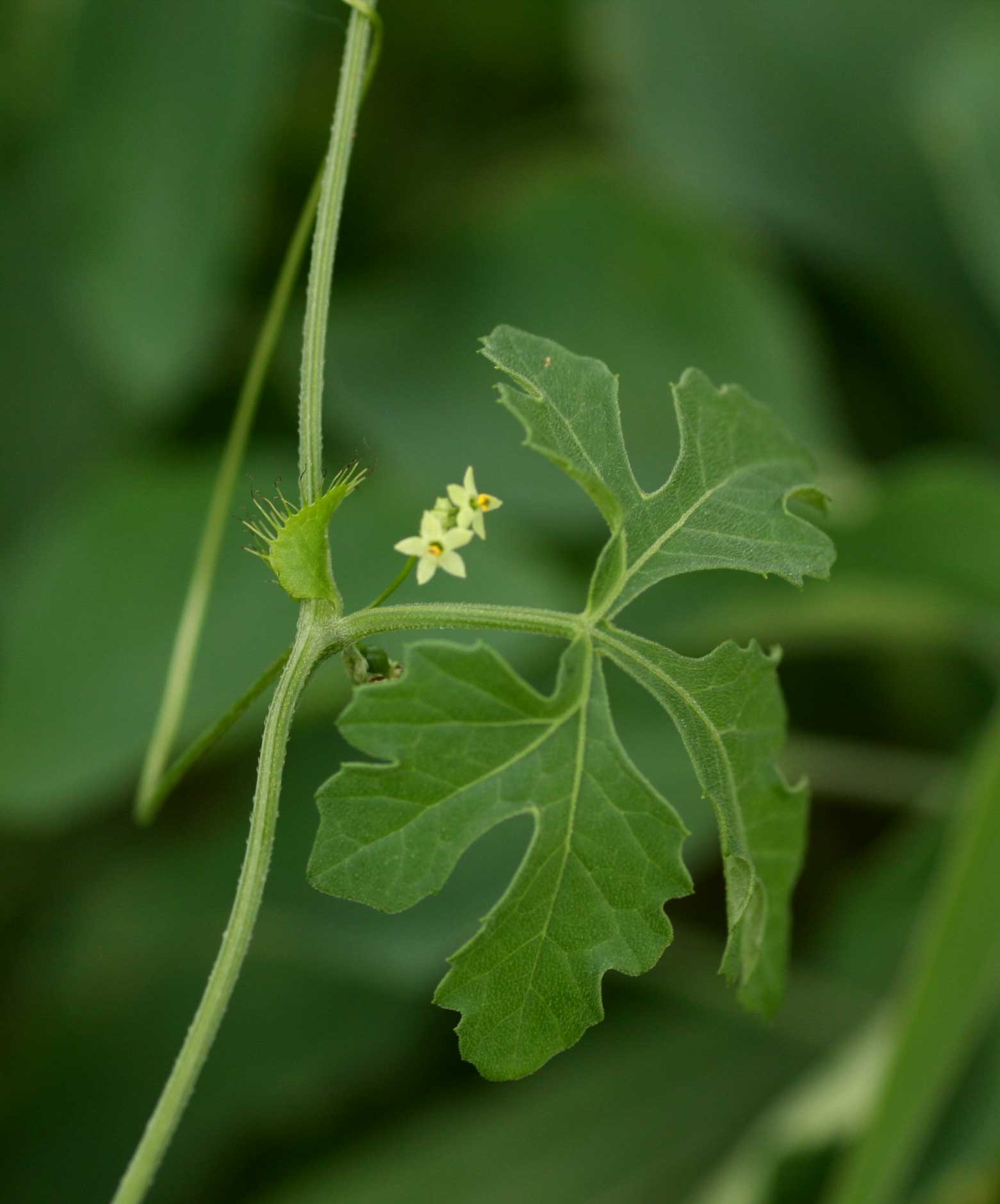Ctenolepis cerasiformis Ctenolepis cerasiformis