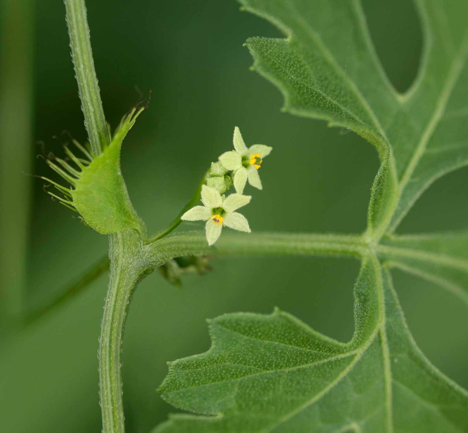 Ctenolepis cerasiformis Ctenolepis cerasiformis