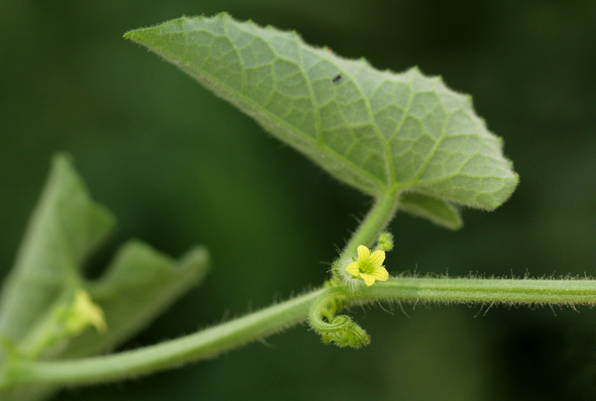 Kedrostis foetidissima Kedrostis foetidissima